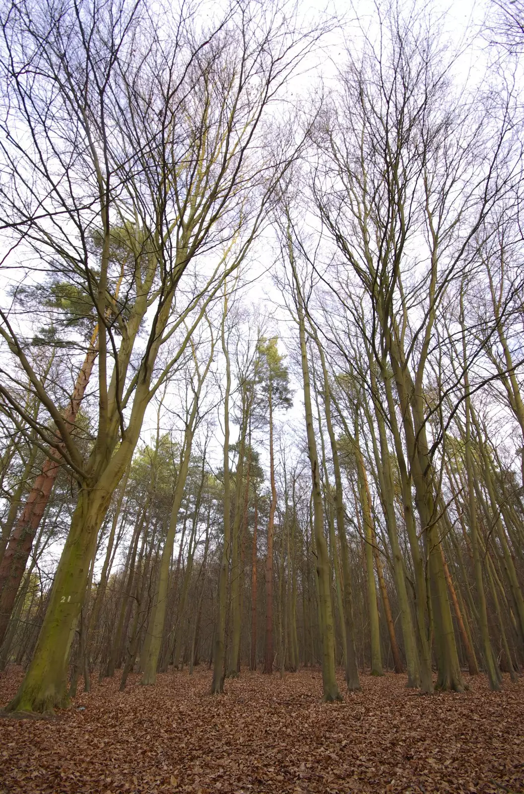 Wispy wide-angle trees, from Zack's Birthday, and a Walk in the Forest, Cambridge and East Harling, Norfolk - 21st February 2009