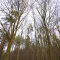 2009 Wispy wide-angle trees