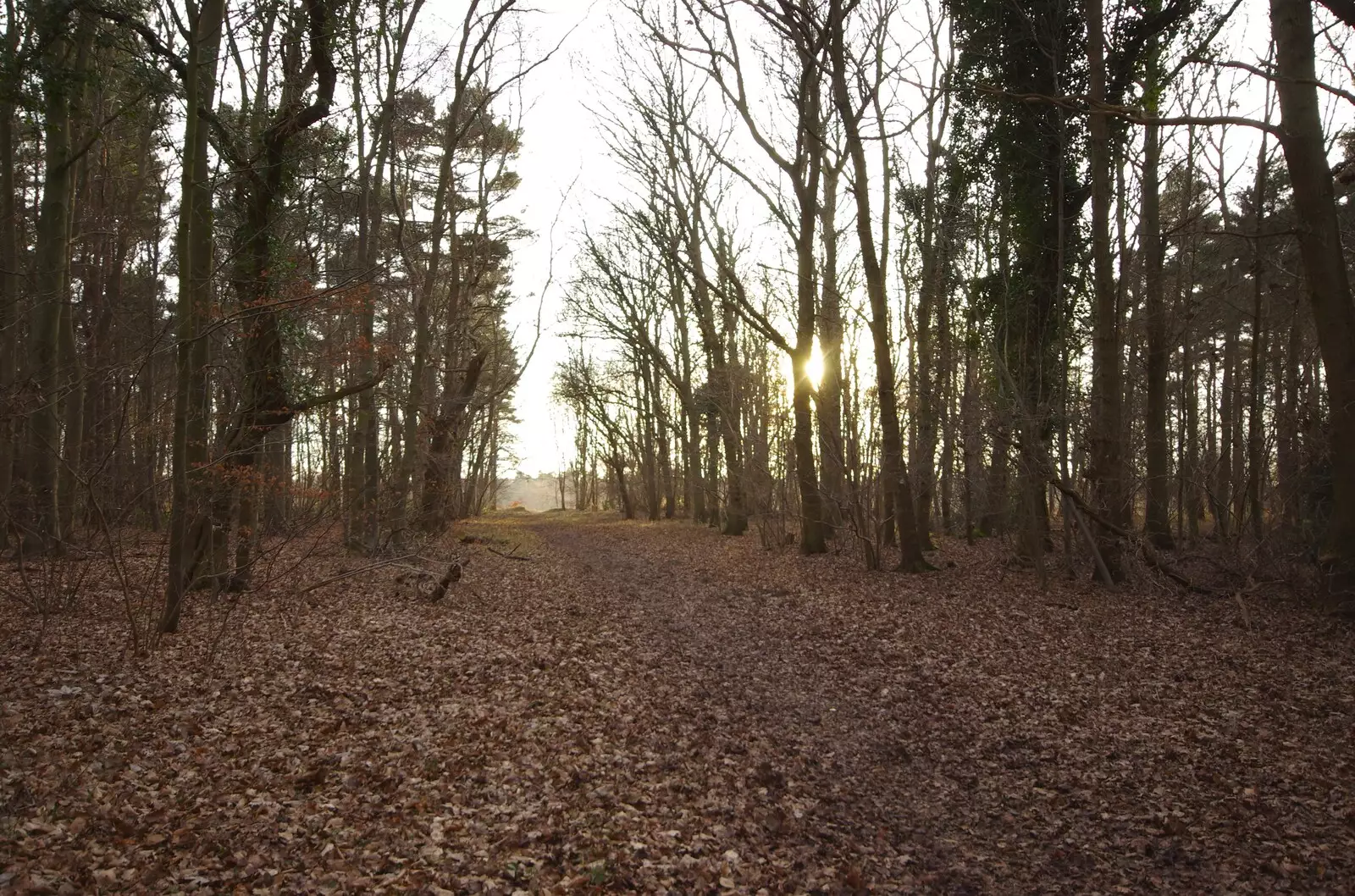 A low sun through the trees, from Zack's Birthday, and a Walk in the Forest, Cambridge and East Harling, Norfolk - 21st February 2009