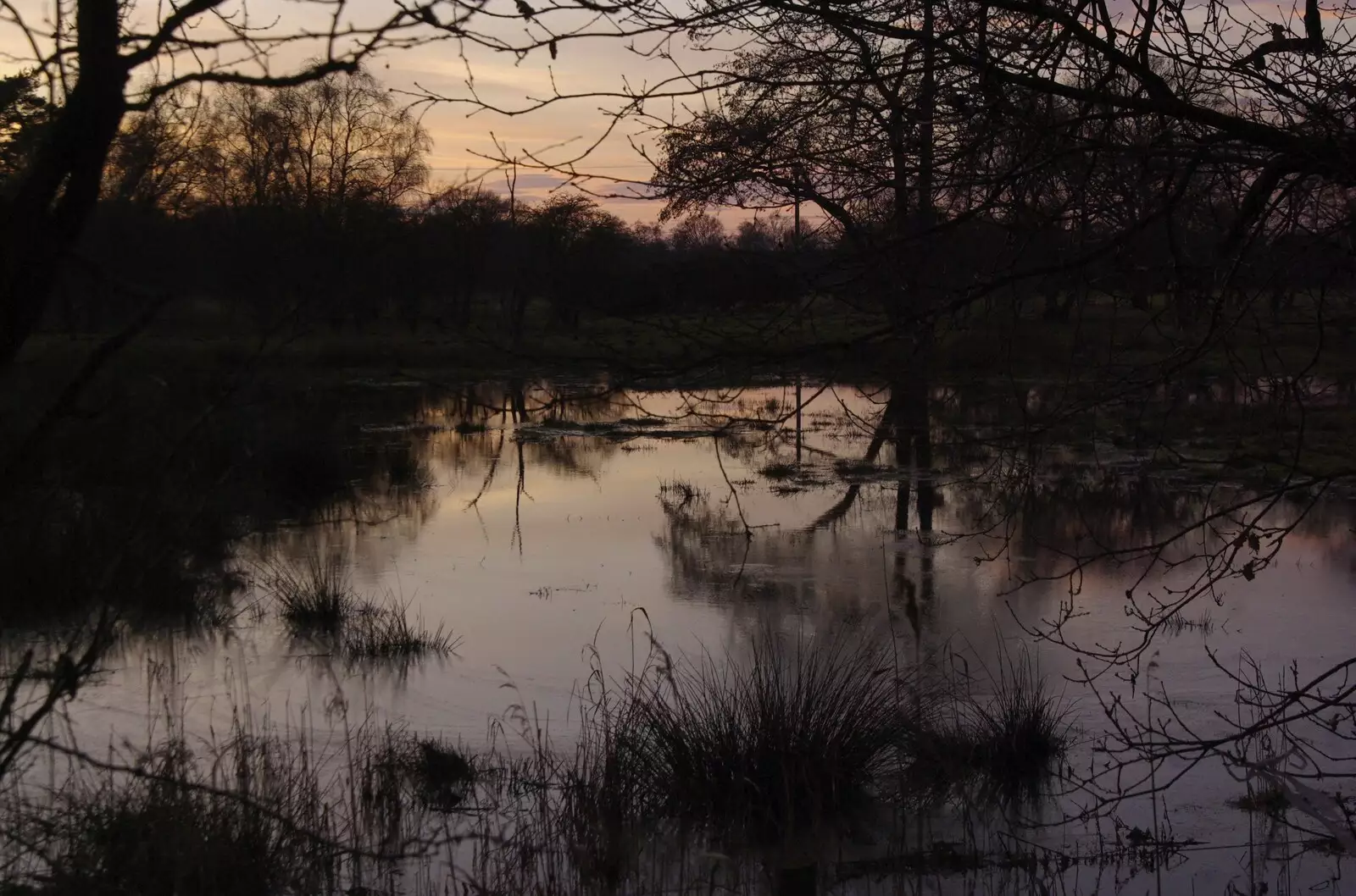 Trees over a sunset pond, from Zack's Birthday, and a Walk in the Forest, Cambridge and East Harling, Norfolk - 21st February 2009