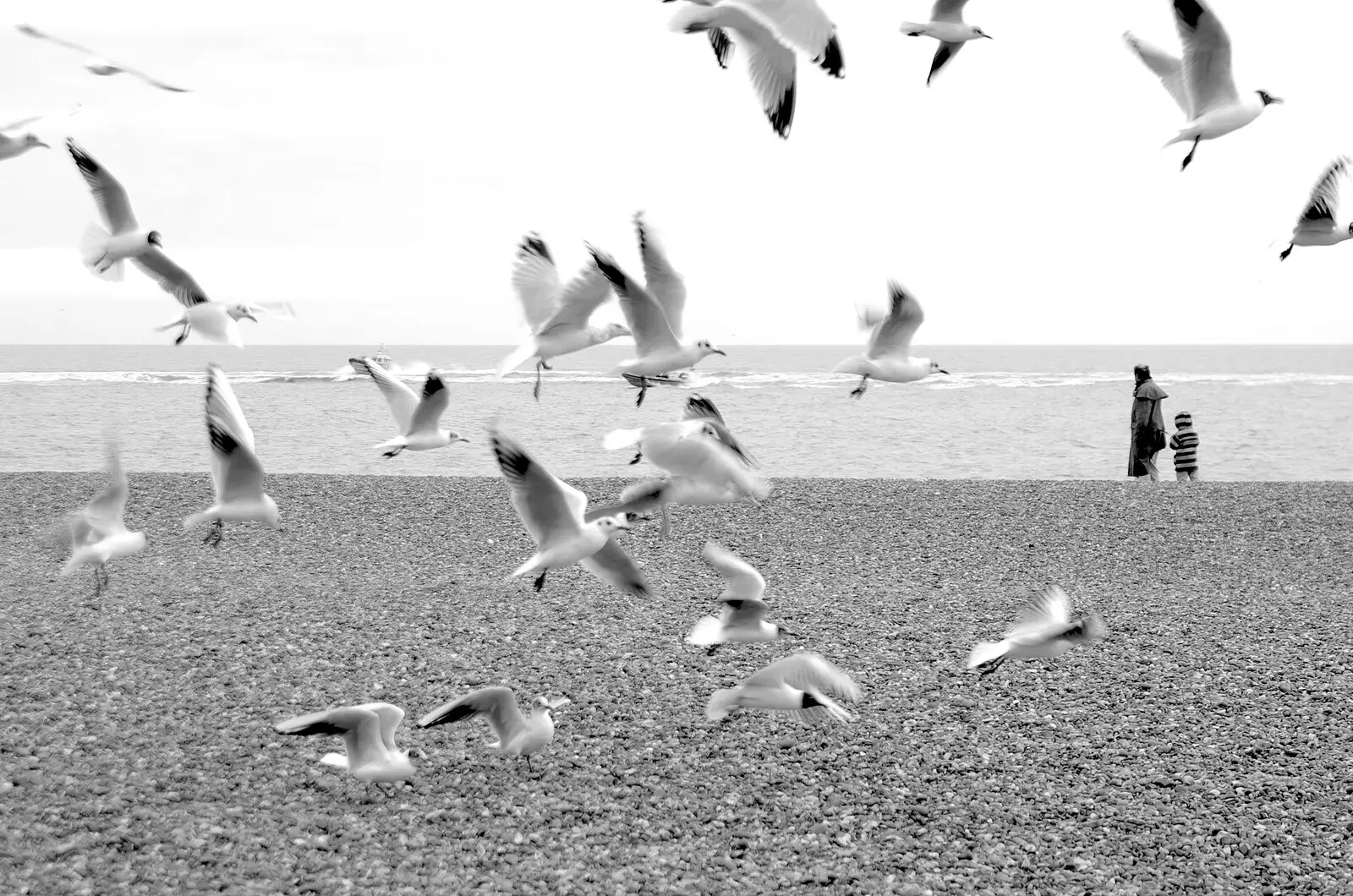 Seagulls flock around waiting for chips, from Aldeburgh Lifeboats with The Old Chap, and a Night at Amandines, Diss, Norfolk - 1st March 2009