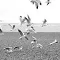 Seagulls flock around waiting for chips, Aldeburgh Lifeboats with The Old Chap, and a Night at Amandines, Diss, Norfolk - 1st March 2009