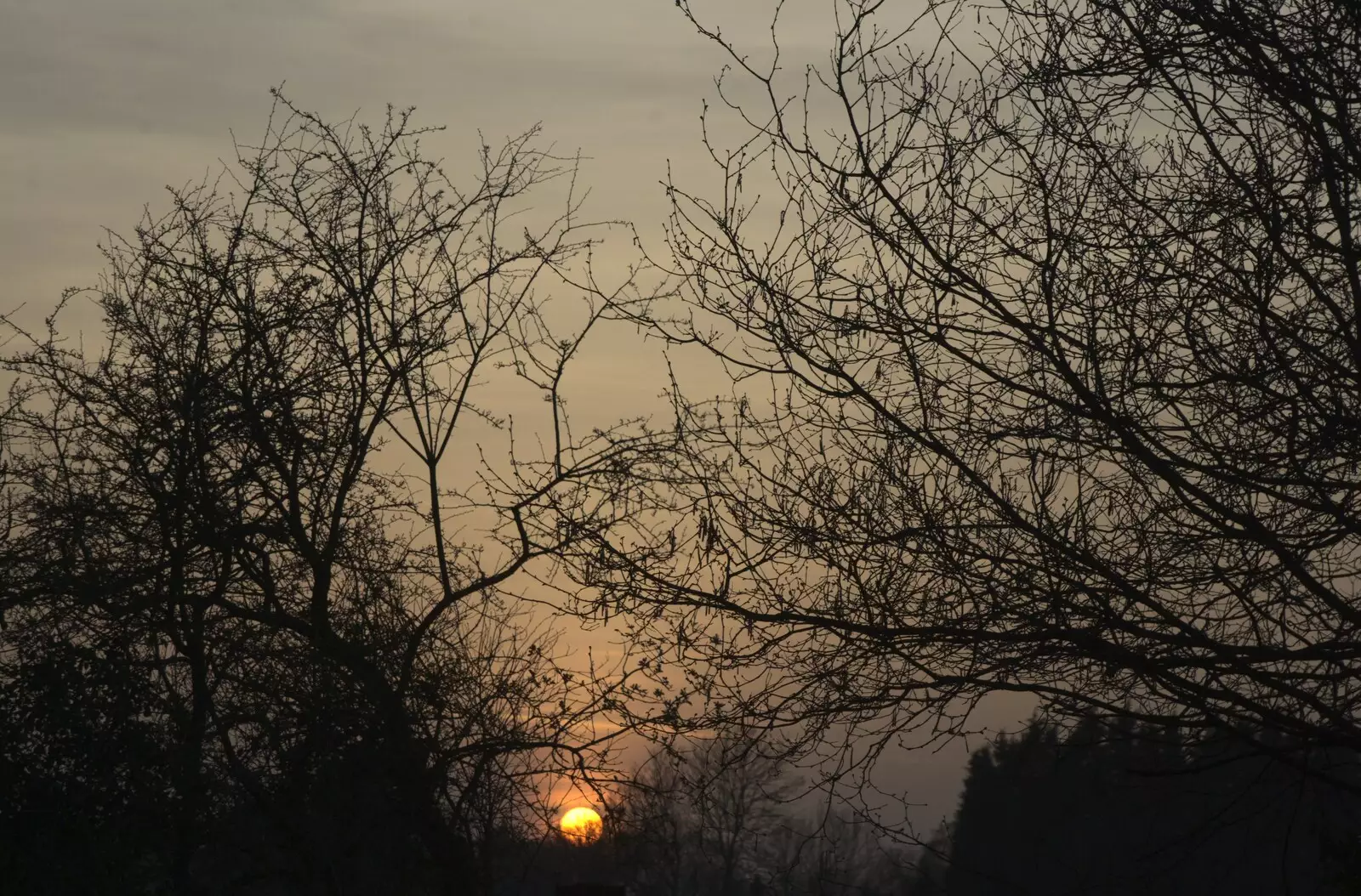 A low sun through the trees, from Quiz Night, the Flat, and a Walk Around the Fields, North Lopham, Cambridge and Brome, Suffolk - 29th March 2009