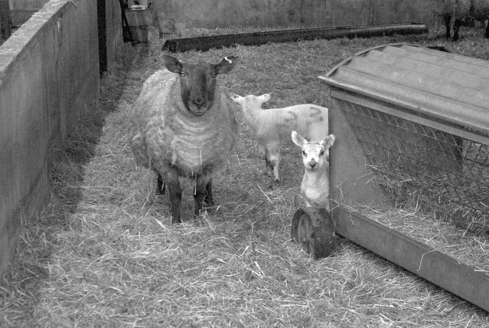A sheep and some lambs, from Quiz Night, the Flat, and a Walk Around the Fields, North Lopham, Cambridge and Brome, Suffolk - 29th March 2009