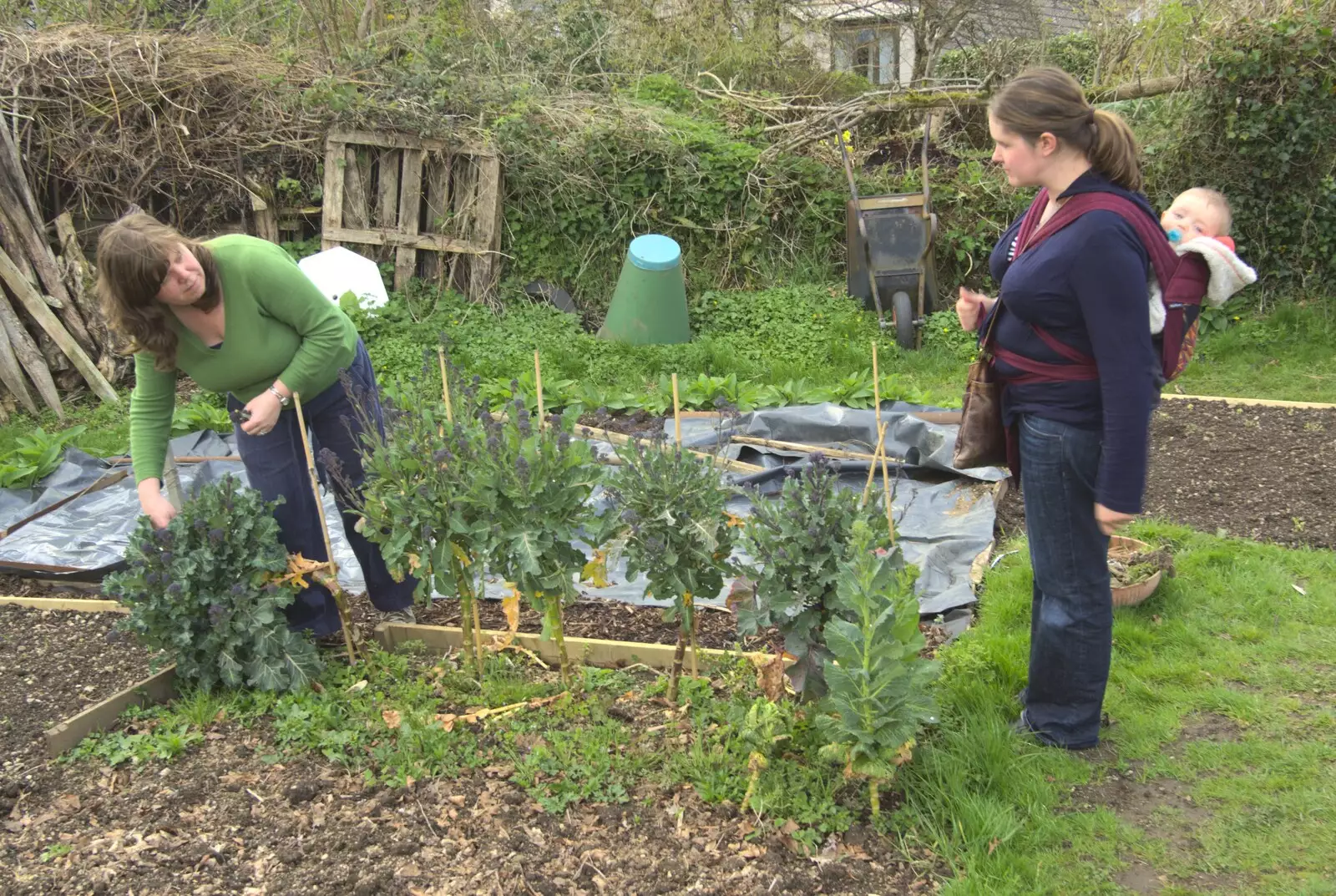 Sis picks some purple-sprouting broccoli, from An Easter Weekend in Chagford, Devon - 12th April 2009