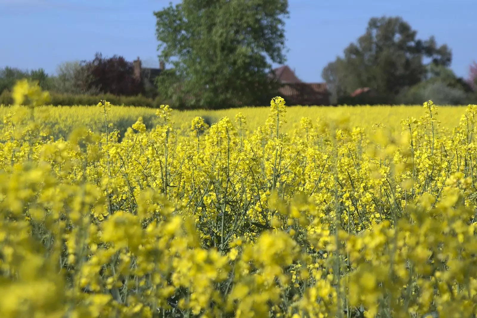 A field of yellow oilseed, from A Visit from Rachel and Sam, Brome, Suffolk - 26th April 2009