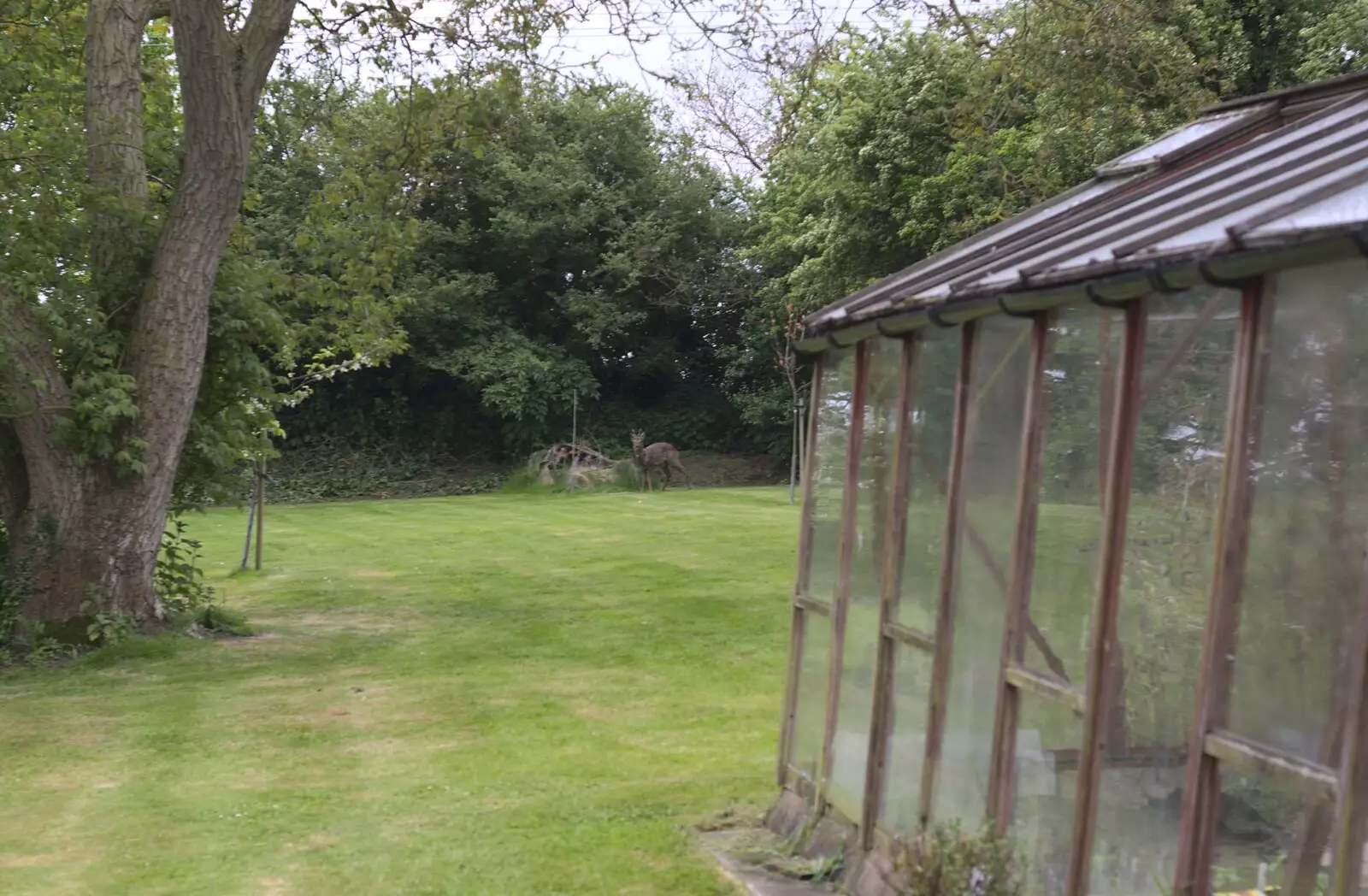 There's a deer in the garden, from The BSCC at Bressingham Chequers, and a Garden Barbeque, Brome, Suffolk - 2nd May 2009