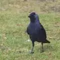 A jackdaw gives the hairy eyeball, The BSCC Weekend Away Ride, Lenham, Kent - 16th May 2009