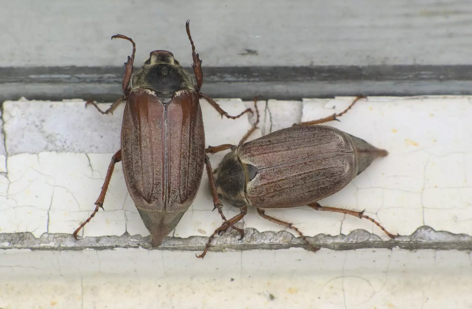 A pair of interesting beetles roam around, from Martina's Birthday Barbeque, Thrandeston, Suffolk - 23rd May 2009