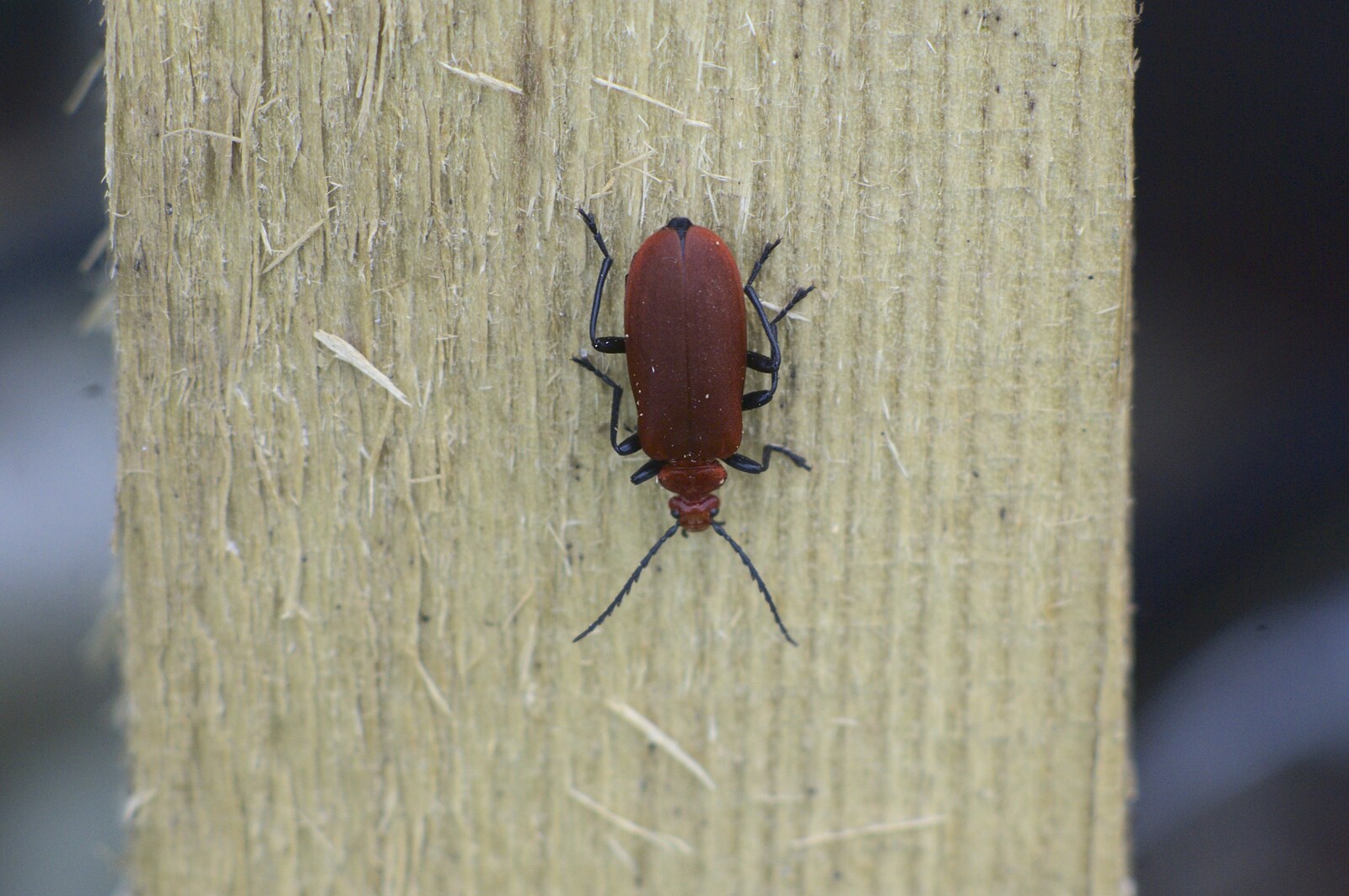 A red beetle with black legs, on a piece of wood from Martina's Birthday Barbeque, Thrandeston, Suffolk - 23rd May 2009