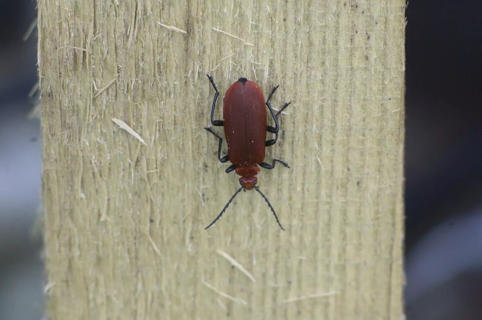 A red beetle with black legs, on a piece of wood, from Martina's Birthday Barbeque, Thrandeston, Suffolk - 23rd May 2009