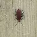 A red beetle with black legs, on a piece of wood, Martina's Birthday Barbeque, Thrandeston, Suffolk - 23rd May 2009