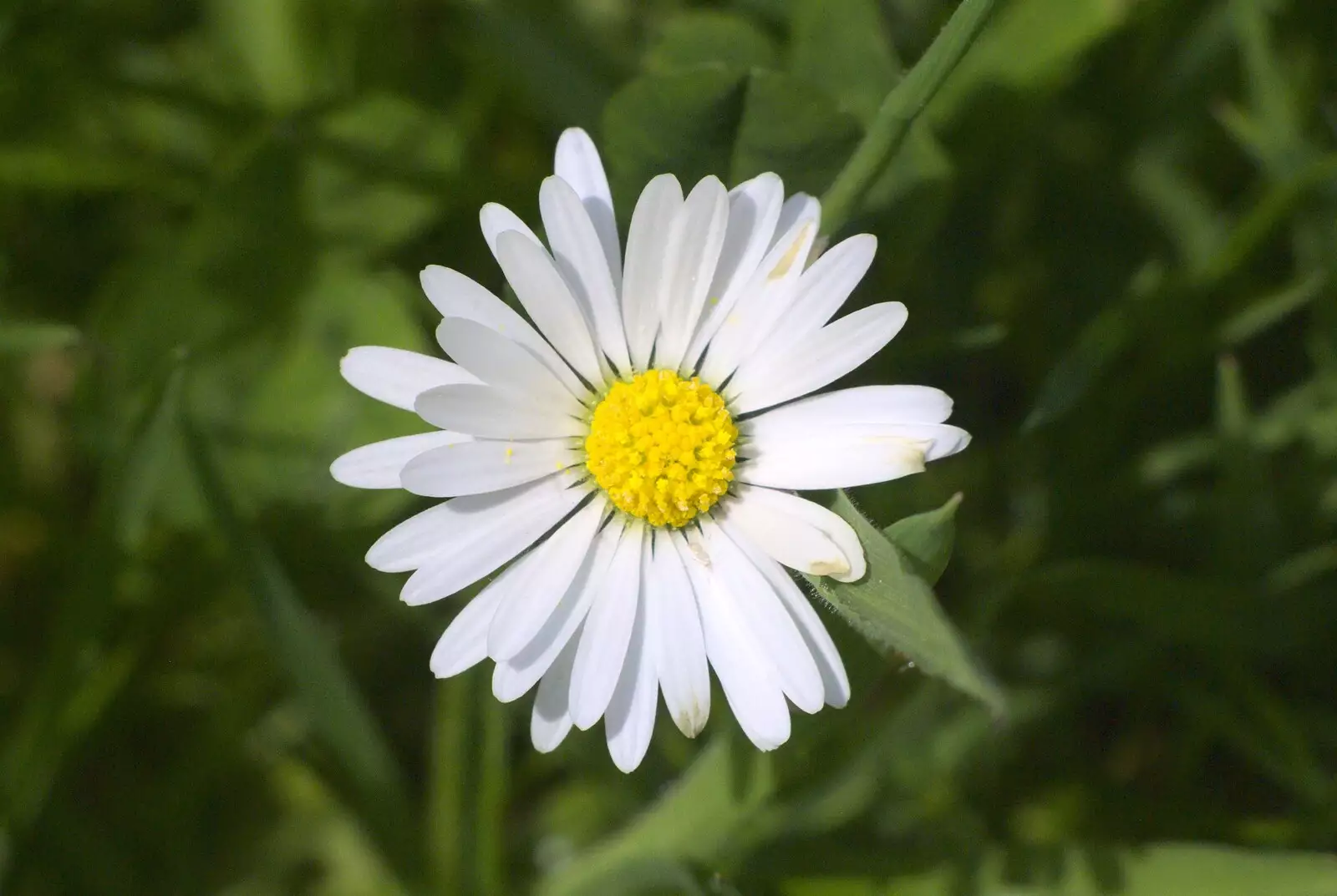 A single daisy in the lawn, from Martina's Birthday Barbeque, Thrandeston, Suffolk - 23rd May 2009