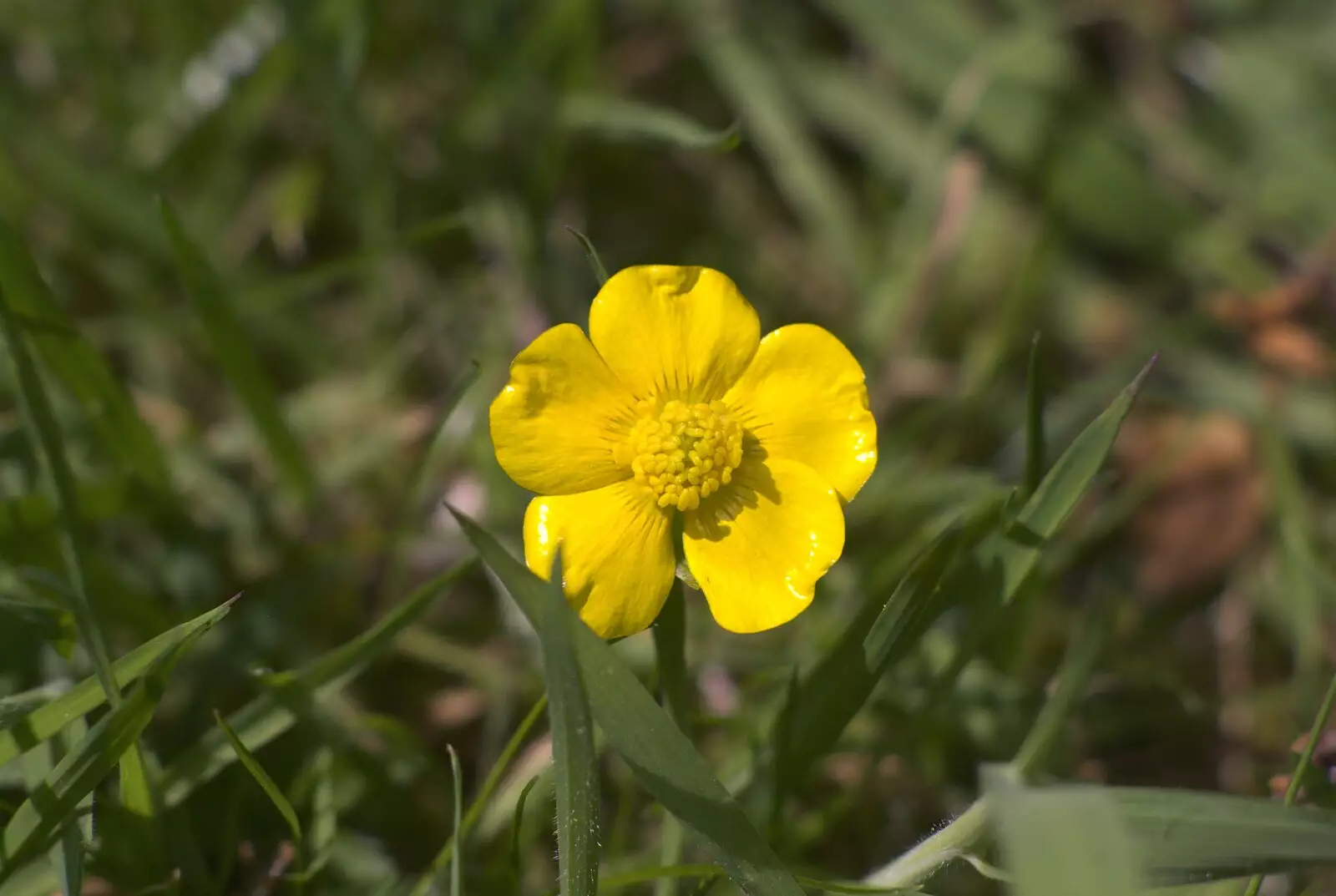 A small yellow buttercup, from Martina's Birthday Barbeque, Thrandeston, Suffolk - 23rd May 2009