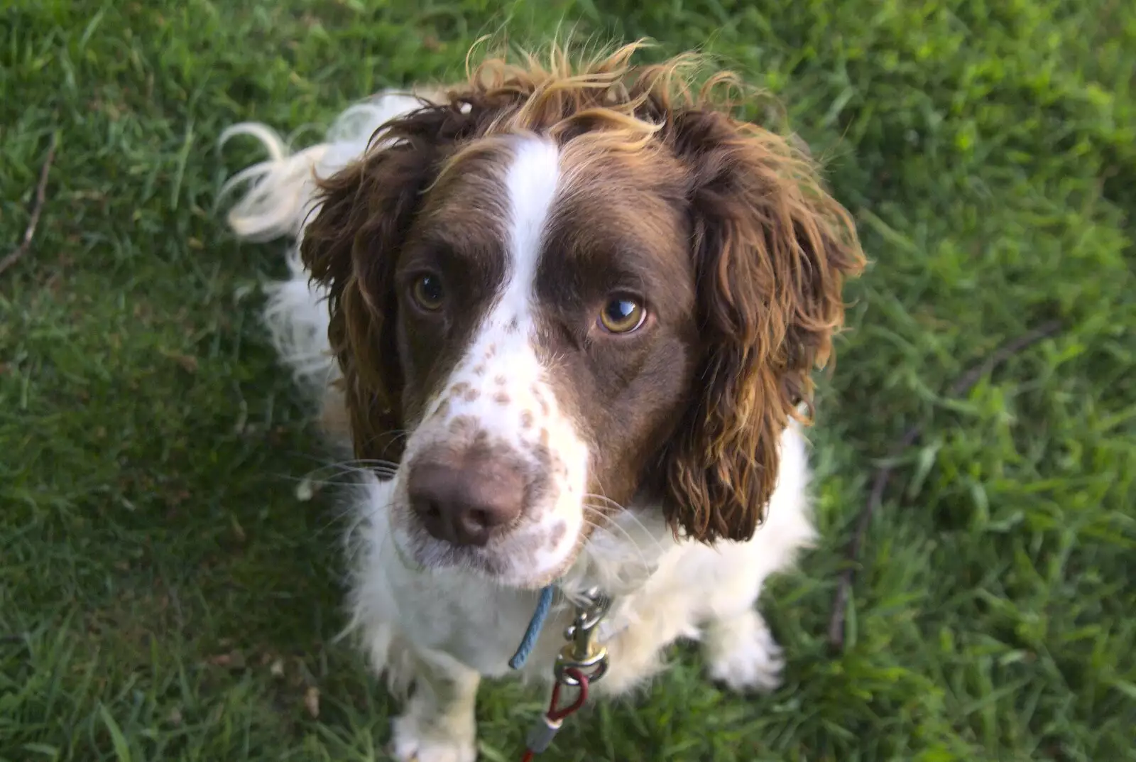 A cute spaniel, from Martina's Birthday Barbeque, Thrandeston, Suffolk - 23rd May 2009