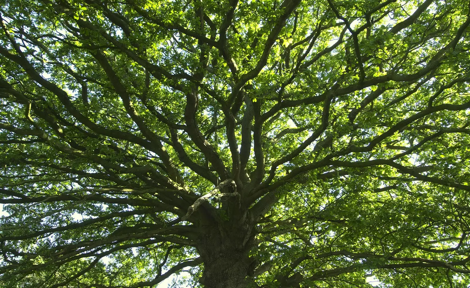 A spreading oak tree, from Martina's Birthday Barbeque, Thrandeston, Suffolk - 23rd May 2009