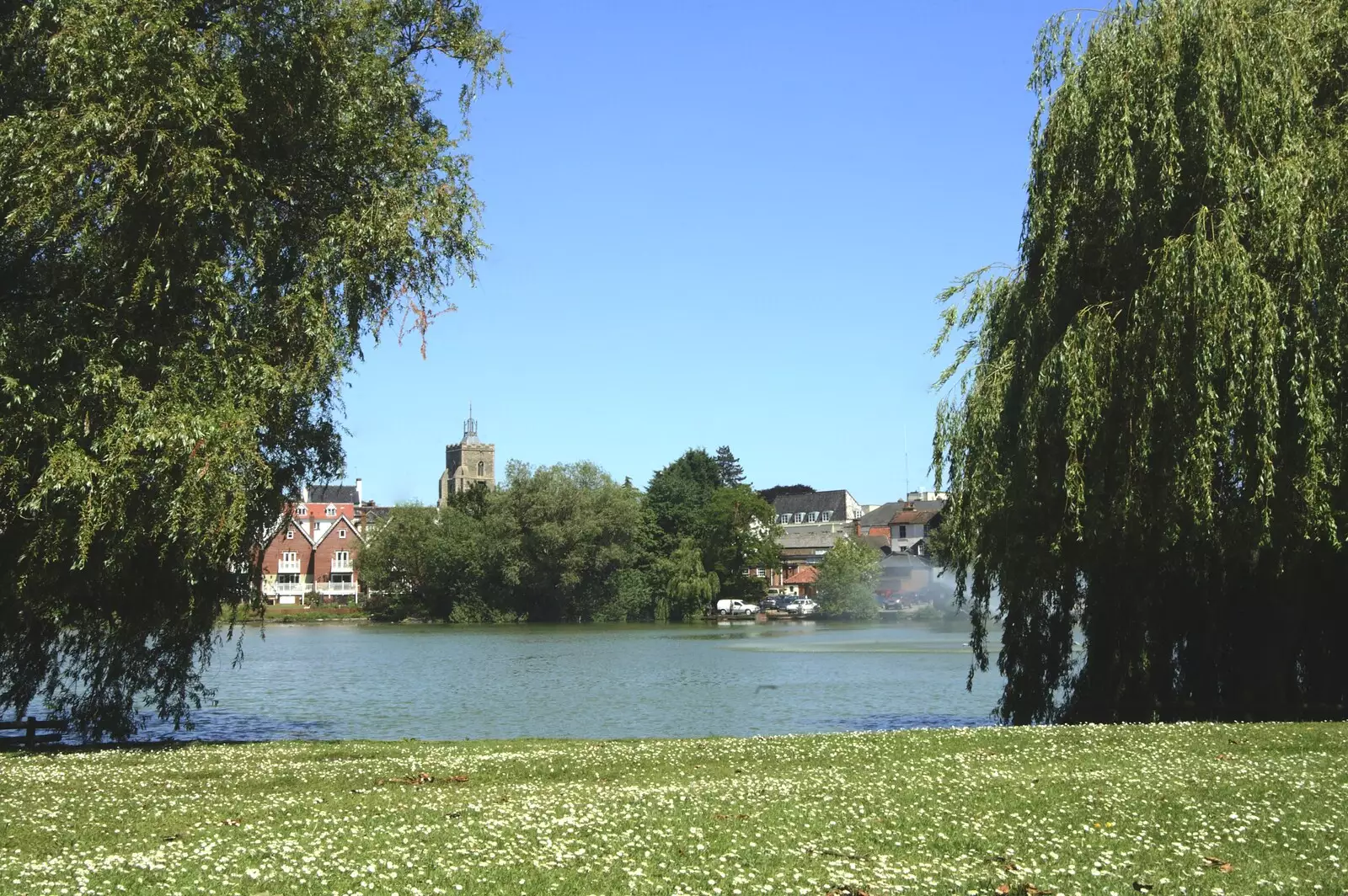 A view of daisies and the Mere, from Taptu's Million Searches, and a Picnic, Science Park, Cambridge - 29th May 2009