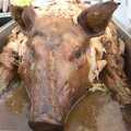 A roasted piggy head, Thrandeston Pig: A Hog Roast, Little Green, Thrandeston, Suffolk - 29th June 2009