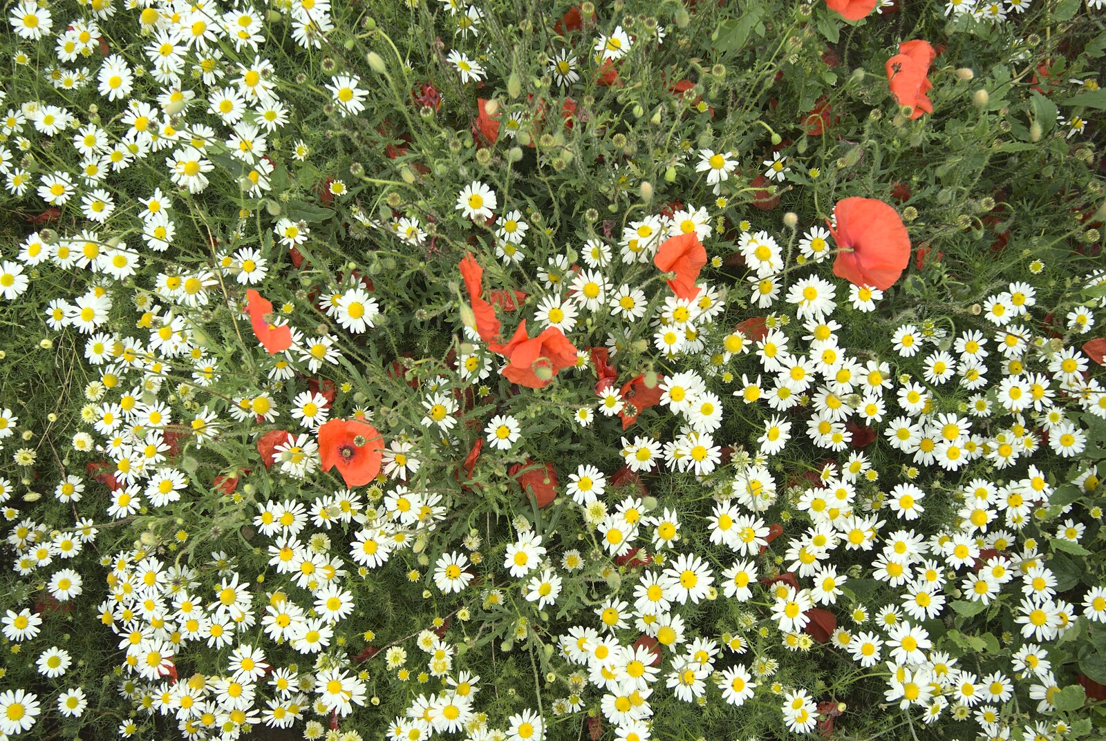Poppies and chamomile from Summer Walks, and The BBs Play a Taptu Gig, Suffolk and Cambridge - 12th July 2009
