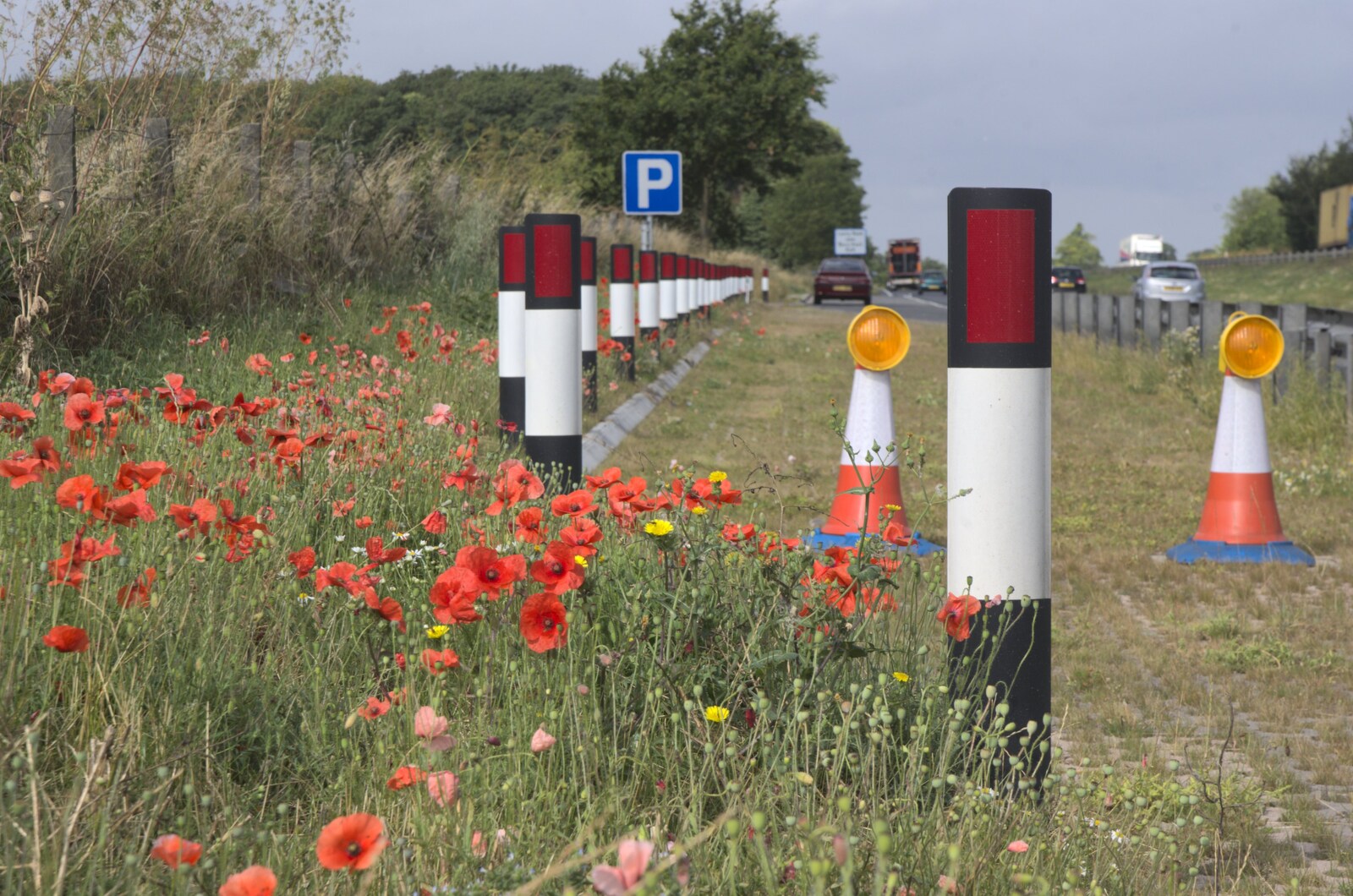 Poppies by a layby on the A14 from Summer Walks, and The BBs Play a Taptu Gig, Suffolk and Cambridge - 12th July 2009