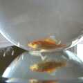 There are actual goldfish on the tables, Julie and Cameron's Wedding, Ballintaggart House, Dingle - 24th July 2009