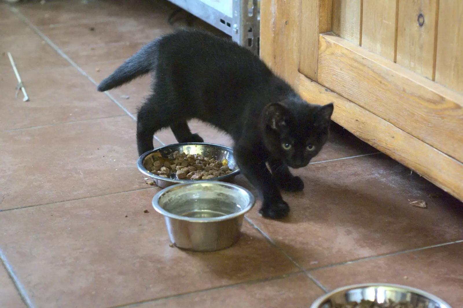 Millie the Mooch, from New Kittens and Moonlit Fields, Brome, Suffolk - 11th August 2009