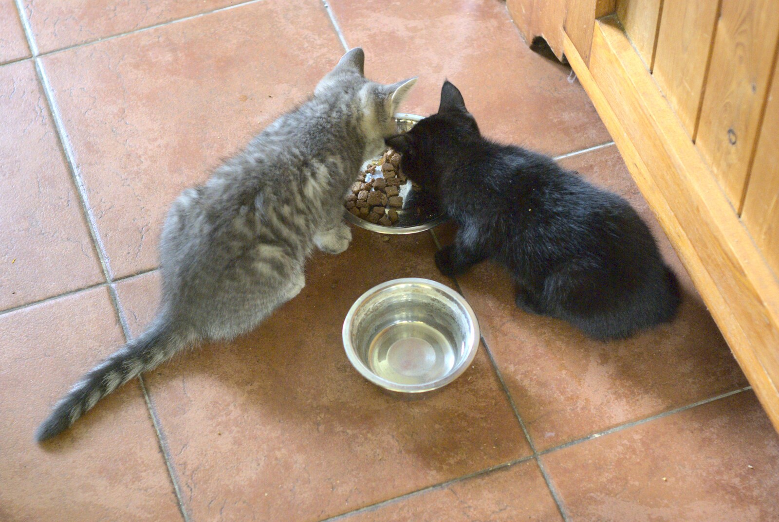 The kittens eat Mog Nosh from New Kittens and Moonlit Fields, Brome, Suffolk - 11th August 2009