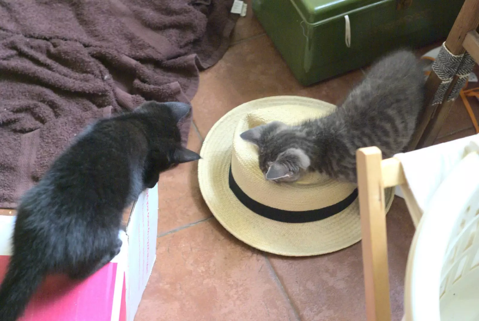 Boris explores a straw hat, from New Kittens and Moonlit Fields, Brome, Suffolk - 11th August 2009