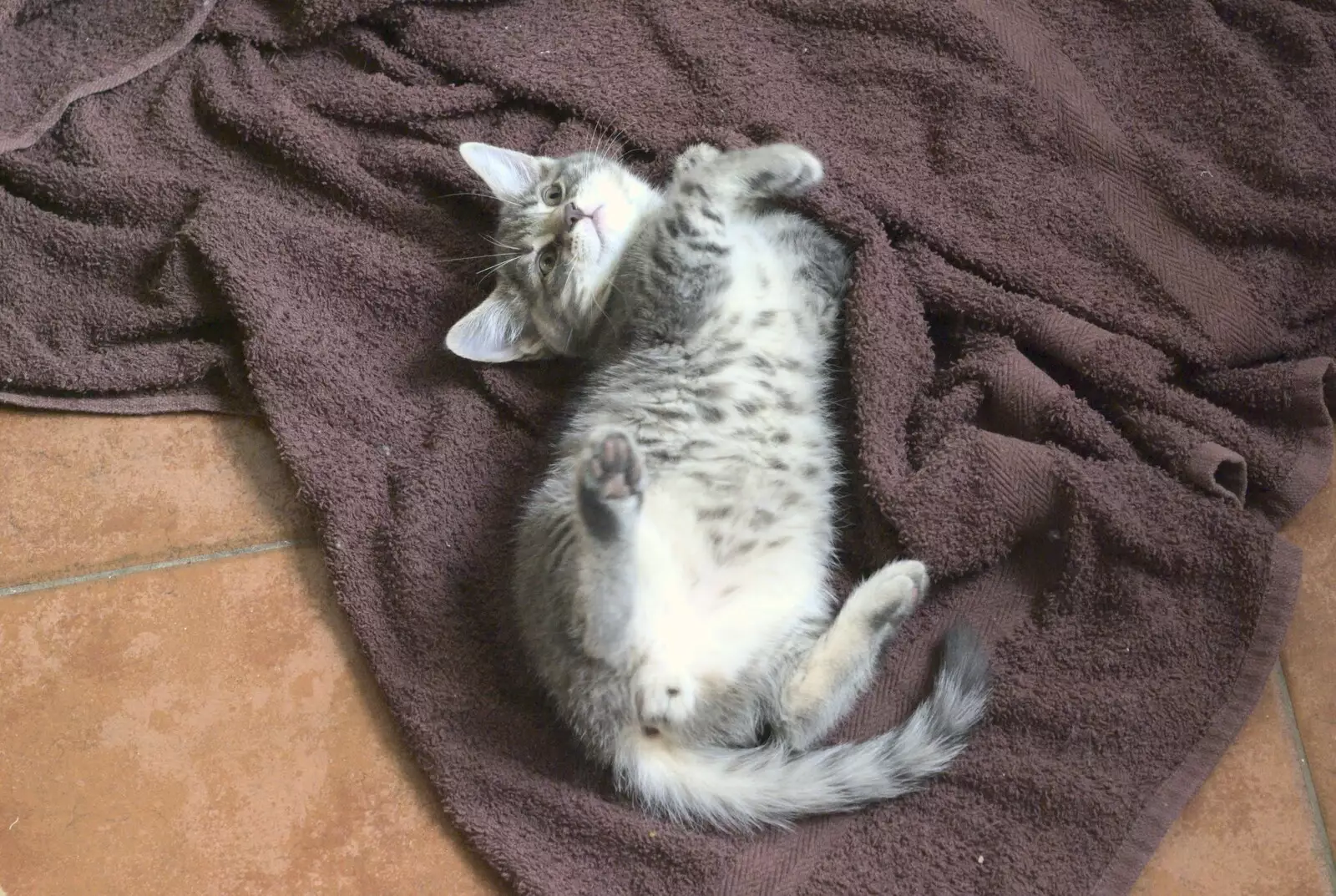 Boris Kitten rolls over and shows secret fur, from New Kittens and Moonlit Fields, Brome, Suffolk - 11th August 2009