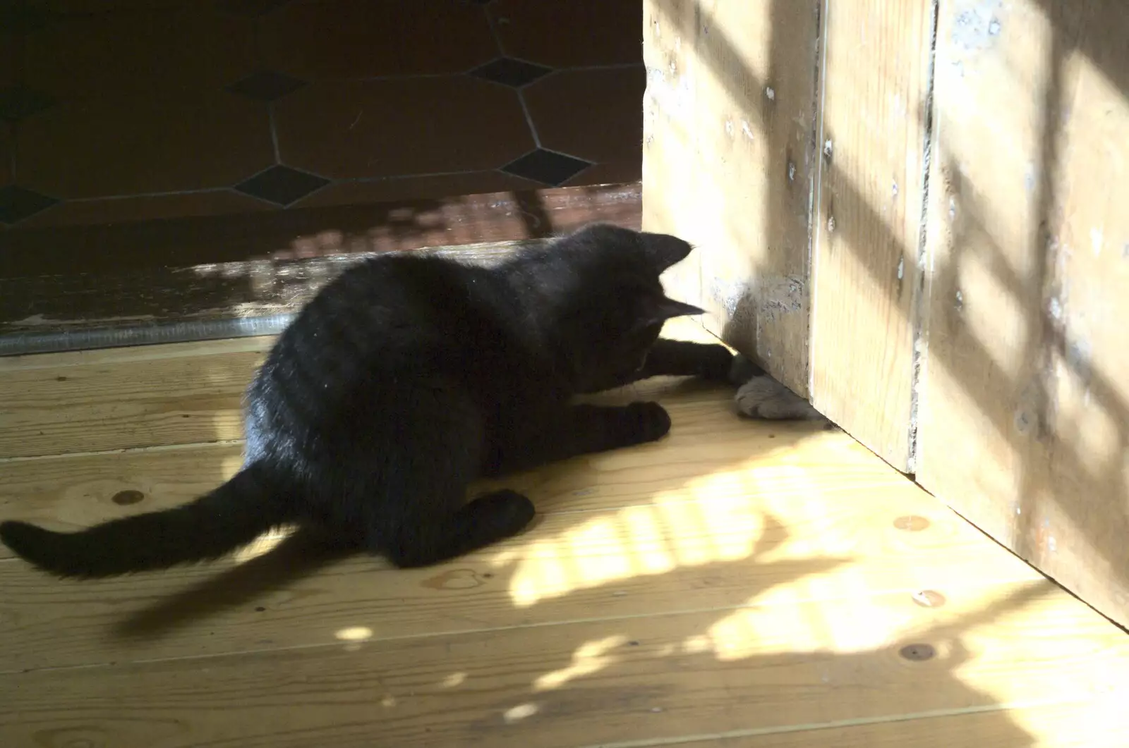 Millie attacks Boris's paw, from New Kittens and Moonlit Fields, Brome, Suffolk - 11th August 2009