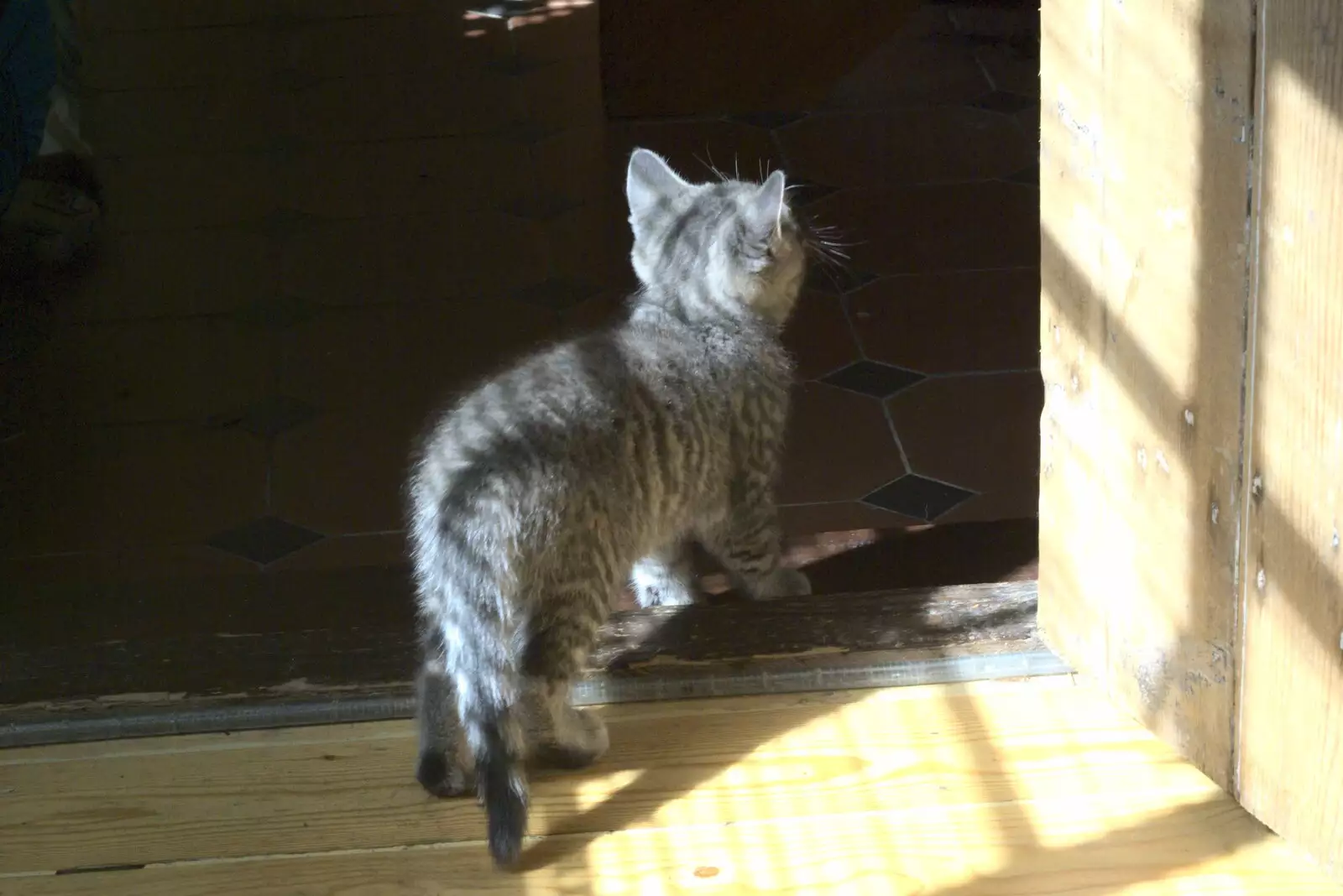 Boris considers upstairs, from New Kittens and Moonlit Fields, Brome, Suffolk - 11th August 2009