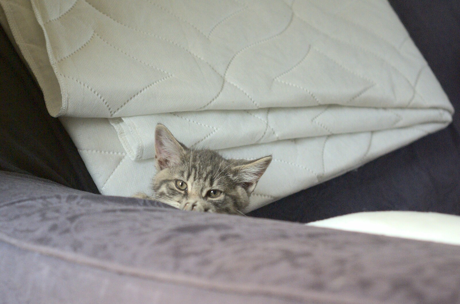 Boris peers over the arm of the sofa from New Kittens and Moonlit Fields, Brome, Suffolk - 11th August 2009