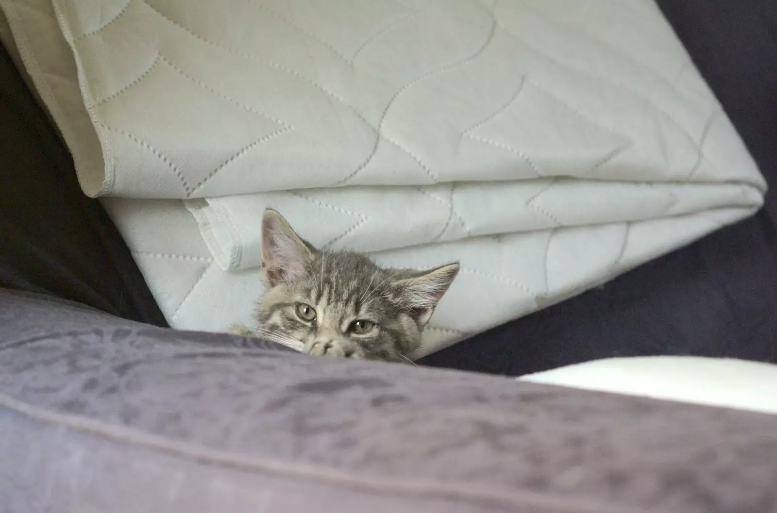 Boris peers over the arm of the sofa, from New Kittens and Moonlit Fields, Brome, Suffolk - 11th August 2009