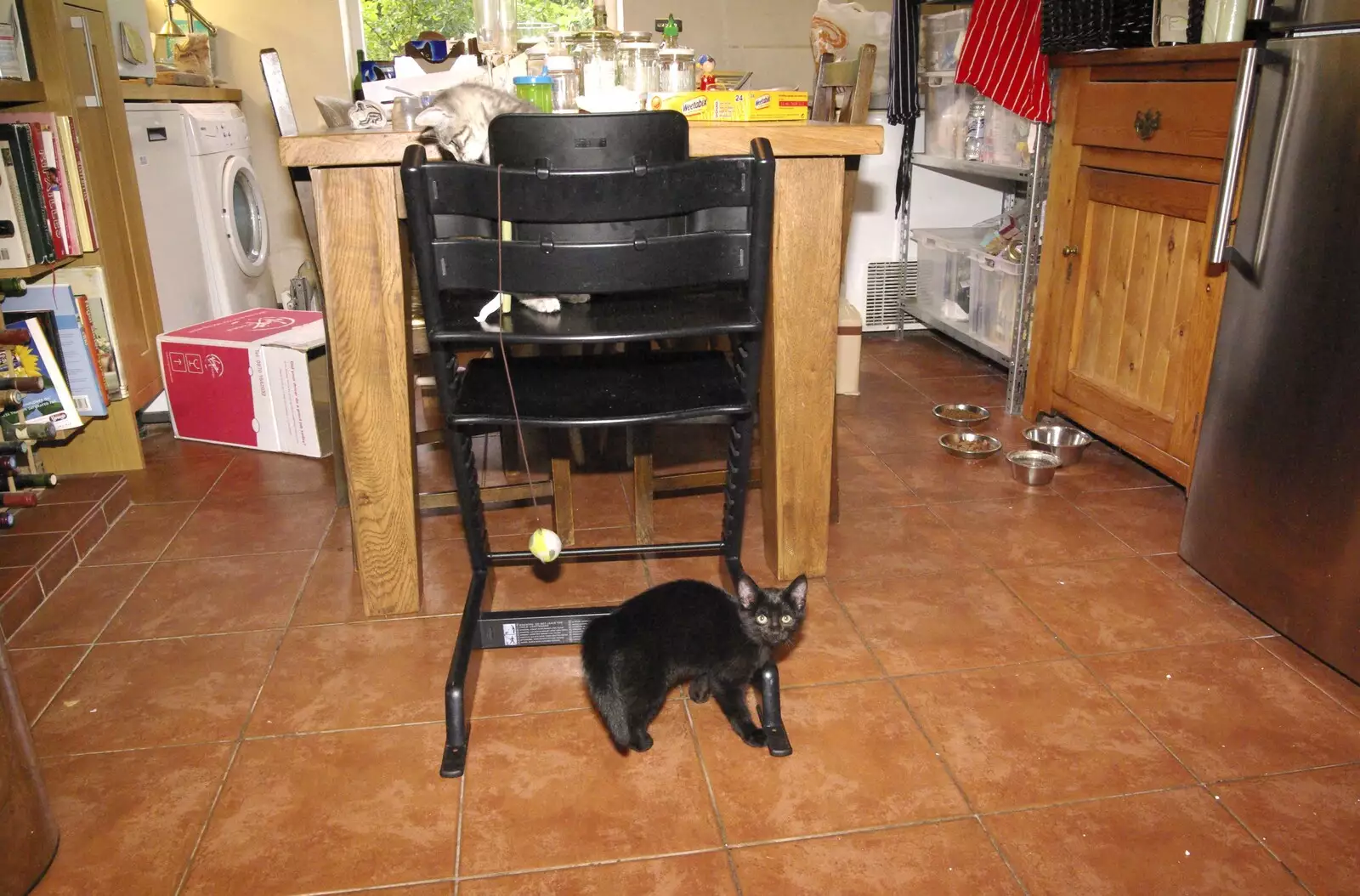 Millie in the kitchen, from New Kittens and Moonlit Fields, Brome, Suffolk - 11th August 2009