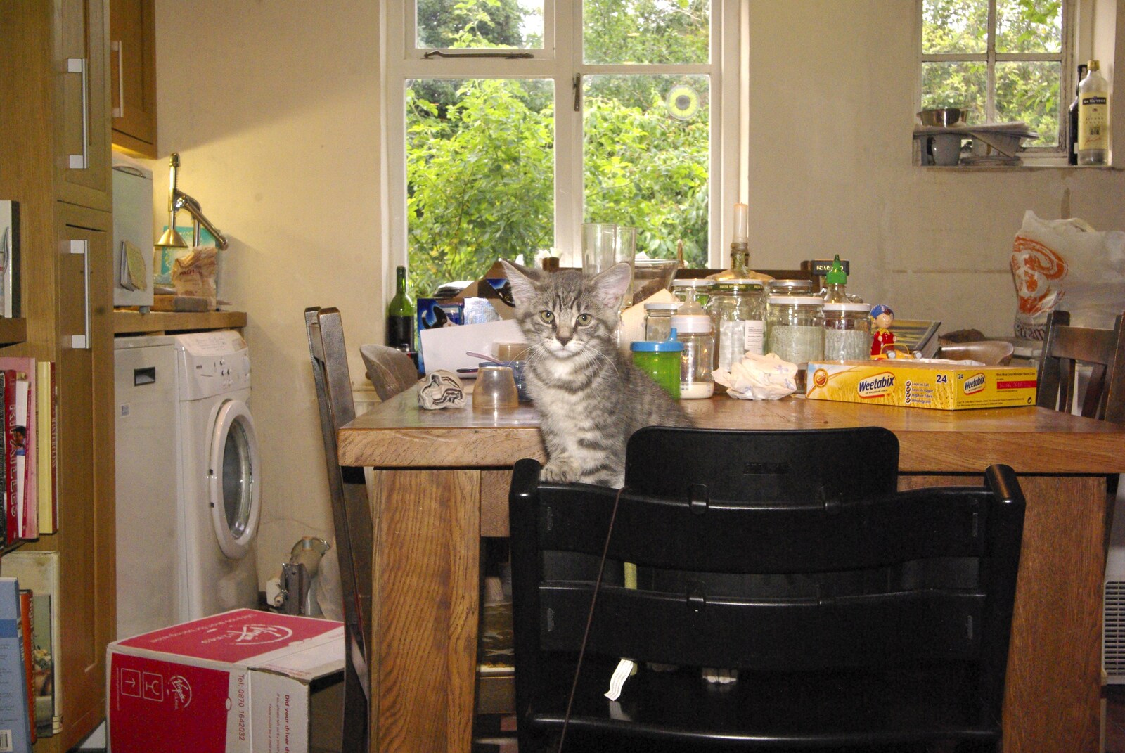 Boris perches on Fred's chair from New Kittens and Moonlit Fields, Brome, Suffolk - 11th August 2009