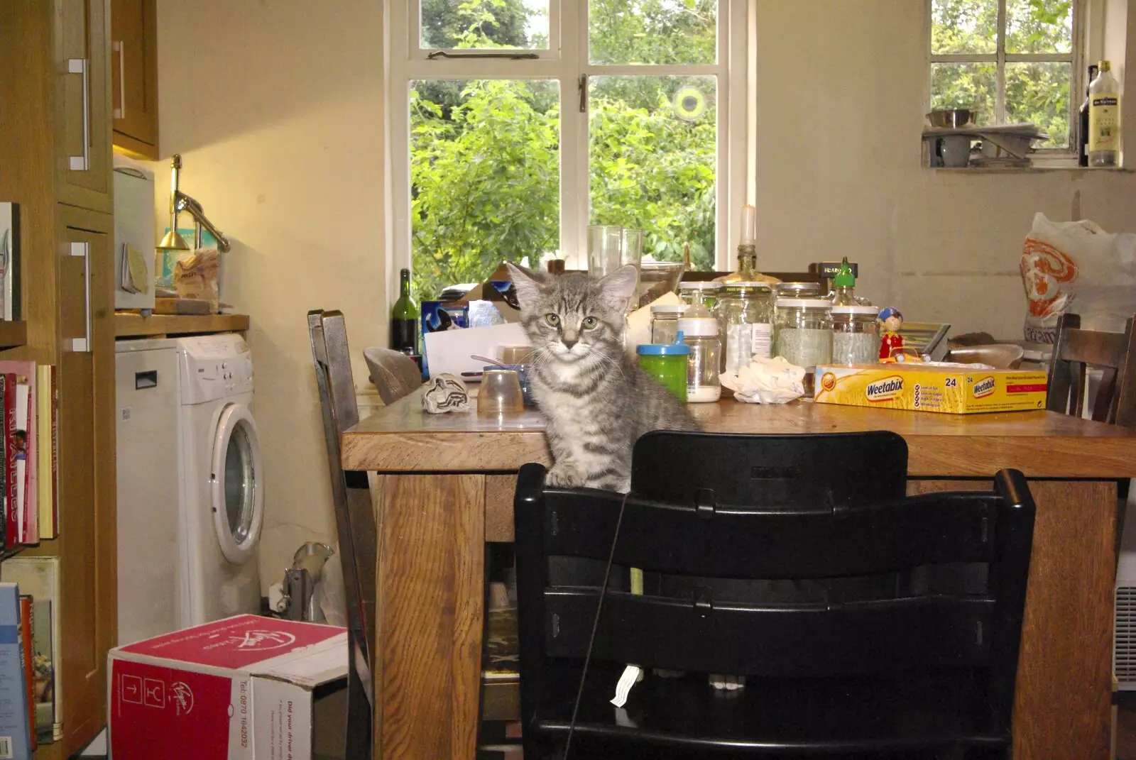 Boris perches on Fred's chair, from New Kittens and Moonlit Fields, Brome, Suffolk - 11th August 2009