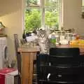 Boris perches on Fred's chair, New Kittens and Moonlit Fields, Brome, Suffolk - 11th August 2009