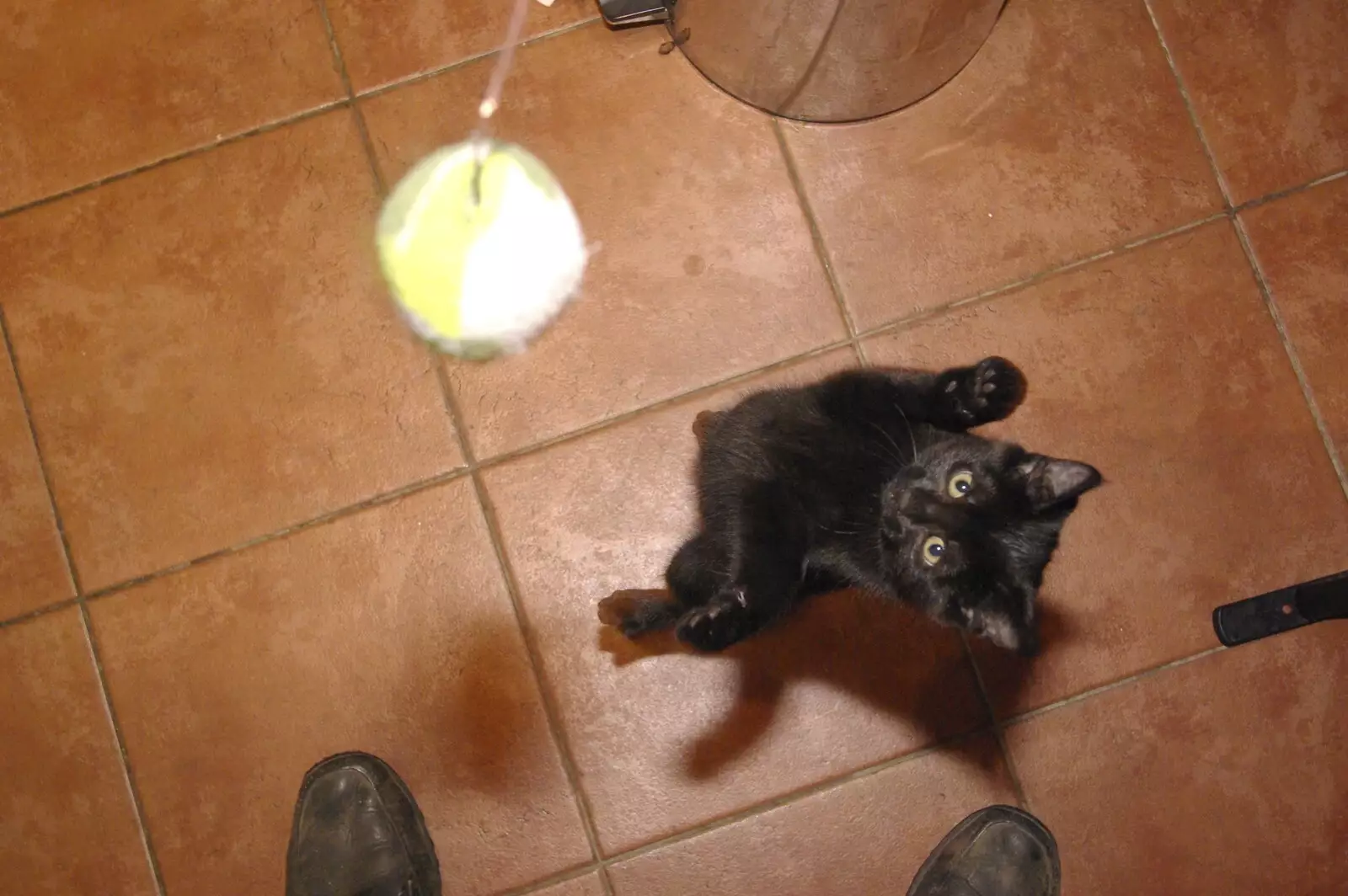 Millie the Mooch leaps in to action, from New Kittens and Moonlit Fields, Brome, Suffolk - 11th August 2009