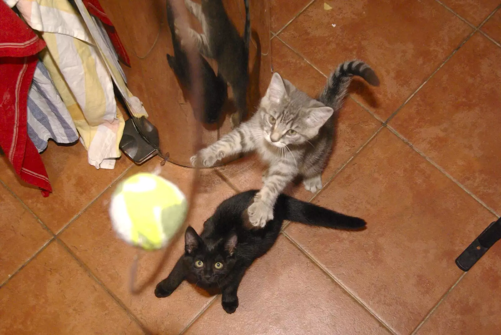 Millie and Boris, from New Kittens and Moonlit Fields, Brome, Suffolk - 11th August 2009