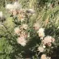 Fuzzy thistle flowers, Sis and Matt Visit, and the Kittens Are Let Out, Brome, Suffolk - 21st August 2009