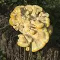 Really cool fungus on some dead wood, Sis and Matt Visit, and the Kittens Are Let Out, Brome, Suffolk - 21st August 2009