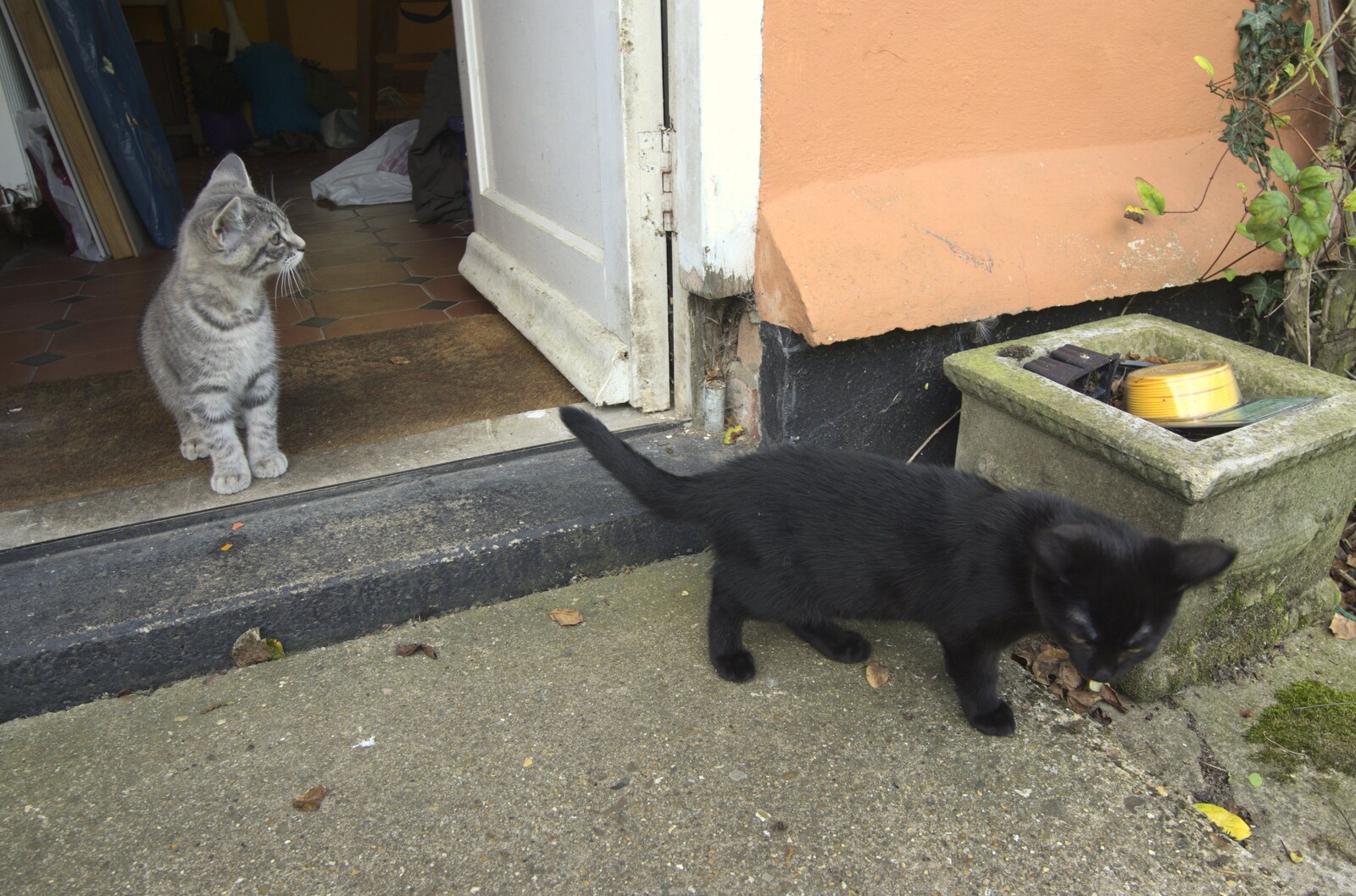 The kittens get let out for the first time from Sis and Matt Visit, and the Kittens Are Let Out, Brome, Suffolk - 21st August 2009