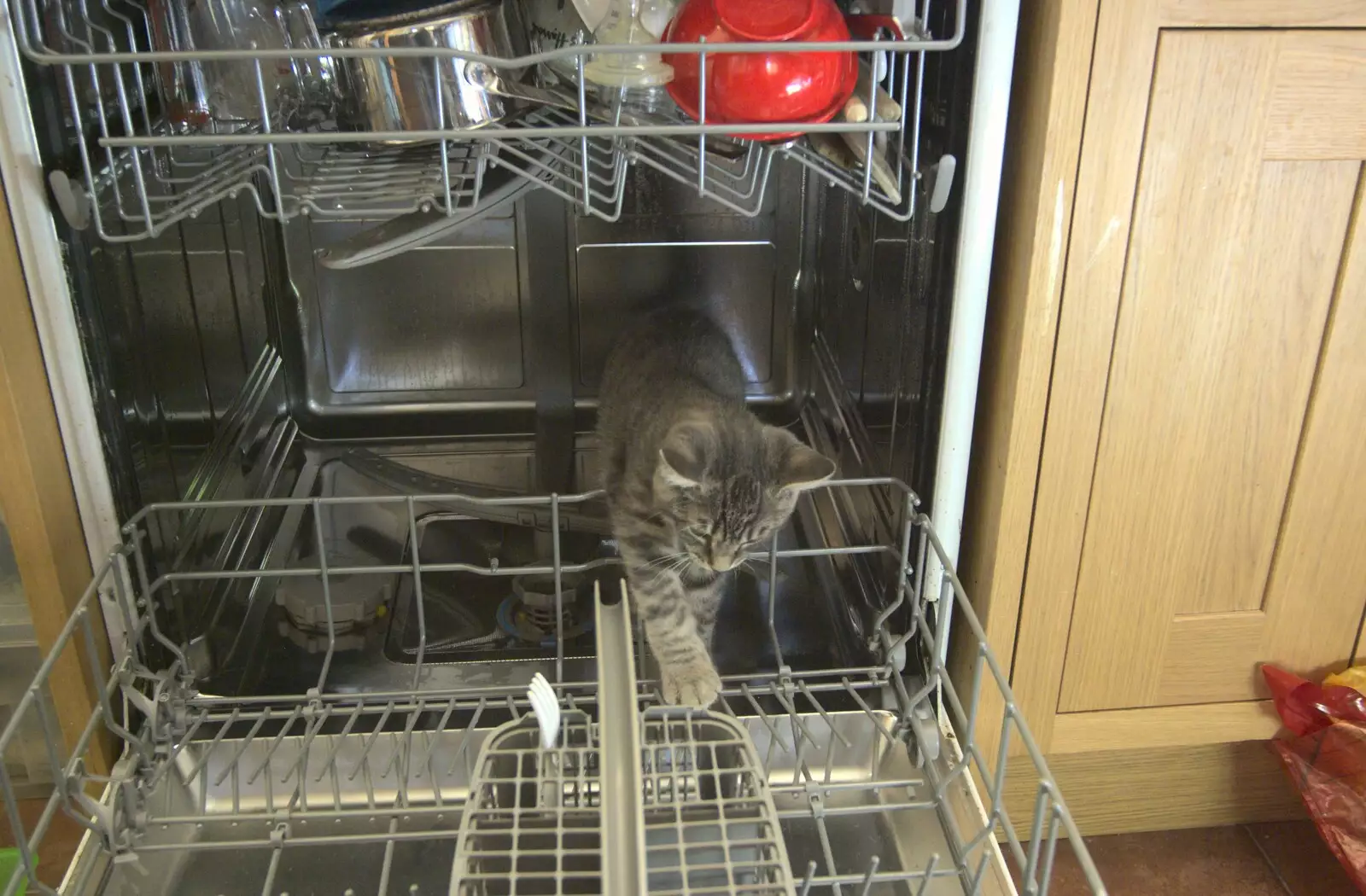 Boris finishes exporing the dish washer, from The BBs at Stradbroke, and Wavy's Cabin, Thrandeston, Suffolk - 22nd August 2009