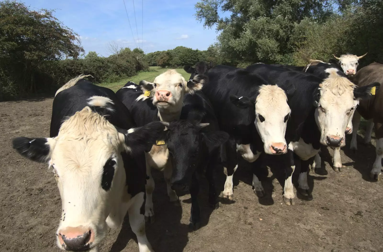 Some curious cows wander over, from The BBs at Stradbroke, and Wavy's Cabin, Thrandeston, Suffolk - 22nd August 2009