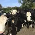 Some curious cows wander over, The BBs at Stradbroke, and Wavy's Cabin, Thrandeston, Suffolk - 22nd August 2009