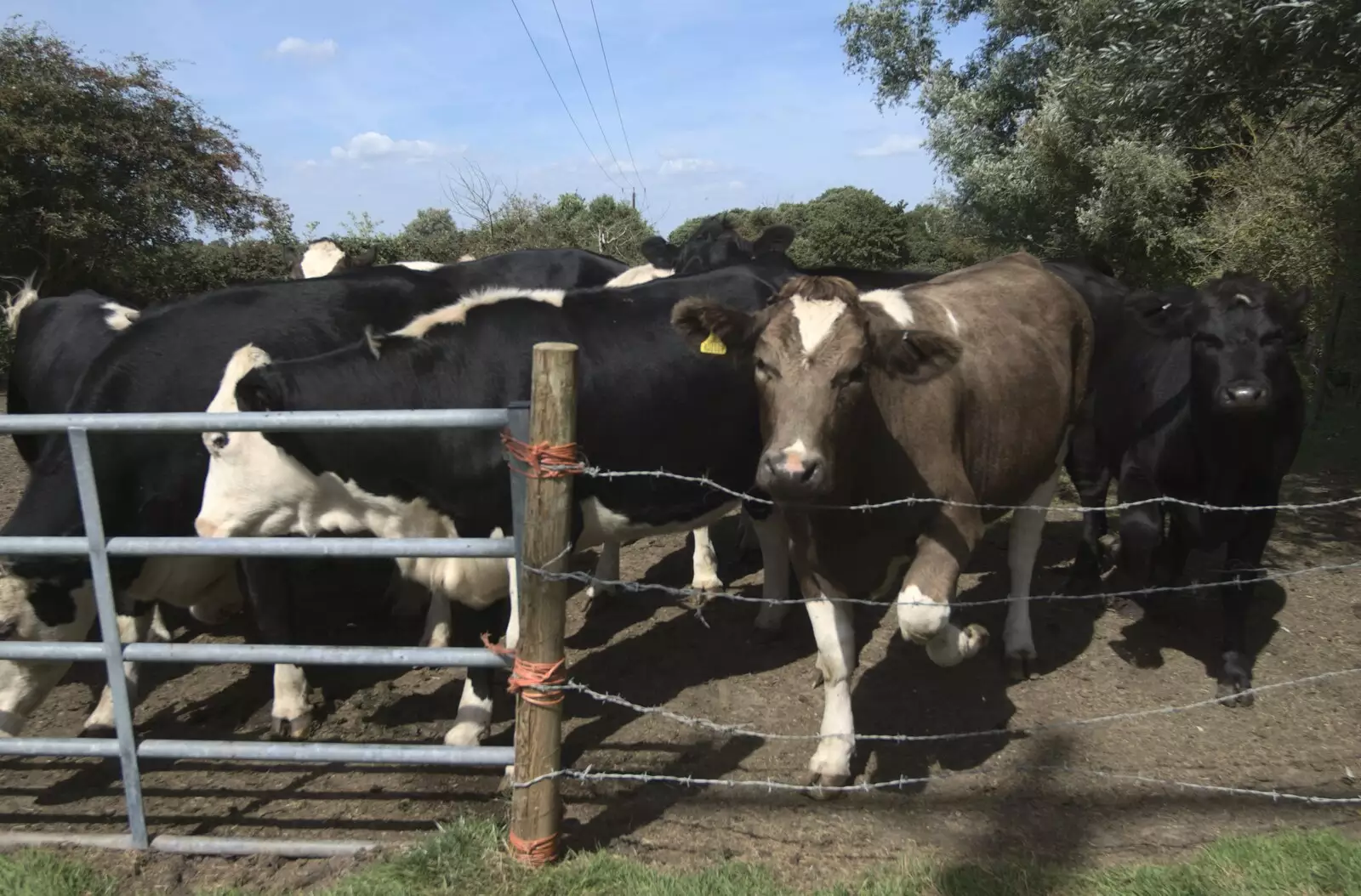 The cows, trapped behind a fence, from The BBs at Stradbroke, and Wavy's Cabin, Thrandeston, Suffolk - 22nd August 2009