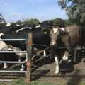 The cows, trapped behind a fence, The BBs at Stradbroke, and Wavy's Cabin, Thrandeston, Suffolk - 22nd August 2009