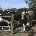 The cows, trapped behind a fence, The BBs at Stradbroke, and Wavy's Cabin, Thrandeston, Suffolk - 22nd August 2009