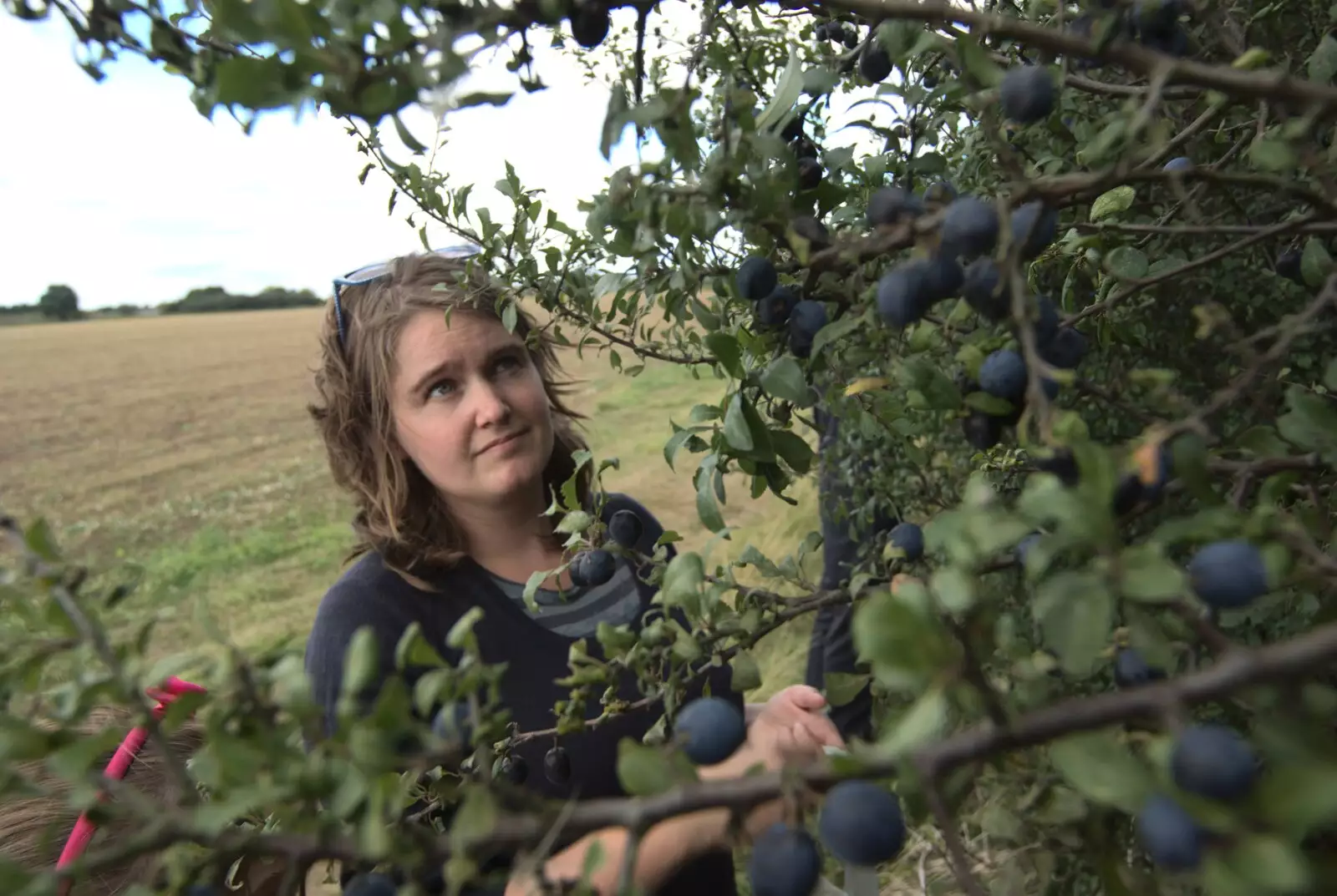 Isobel spots some sloes, from Emily and The Old Chap Visit, Brome, Suffolk - 29th August 2009