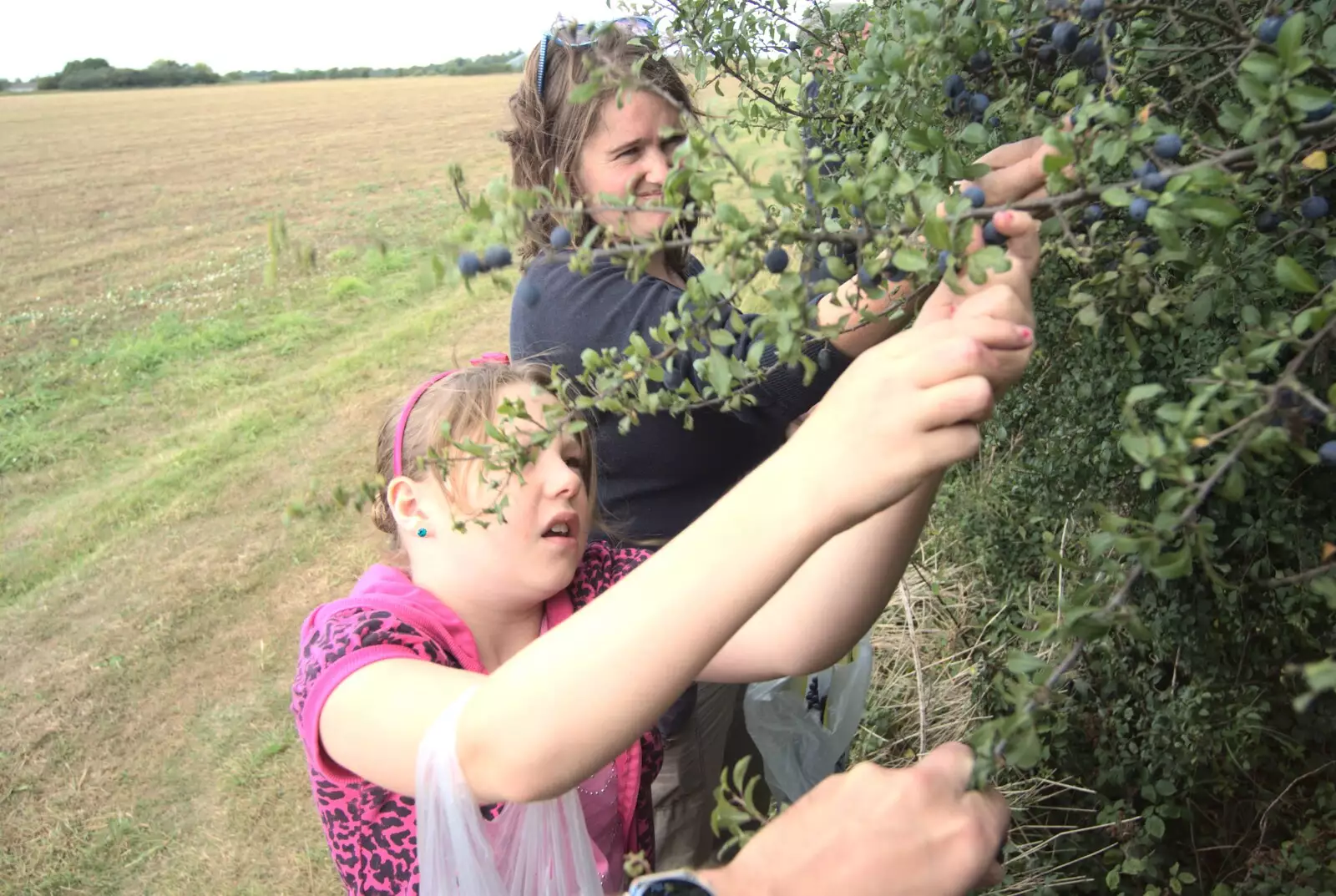 We stop to pick sloes for a bit, from Emily and The Old Chap Visit, Brome, Suffolk - 29th August 2009